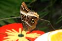 De Orchideen Hoeve Luttelgeest / Nederland: 