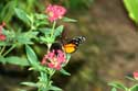 De Orchideen Hoeve Luttelgeest / Nederland: 