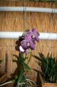 De Orchideen Hoeve Luttelgeest / Nederland: 