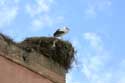 Porte (bab) Agnaou Marrakech / Maroc: 