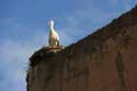 Palais El Badi Marrakech / Maroc: 