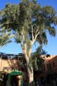 Arbre Marrakech / Maroc: 