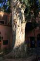 Arbre Marrakech / Maroc: 