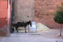 Mule at Tile Vendor Marrakech / Morocco: 