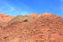 Lonely Tree Telouet in Ouarzazate / Morocco: 