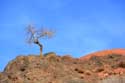 Eenzame boom Telouet / Marokko: 