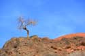 Arbre Solitaire Telouet / Maroc: 