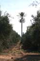 Jardin Mnara Marrakech / Maroc: 