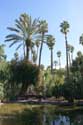 Majorelle Tuin Marrakech / Marokko: 