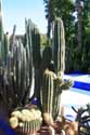 Majorelle Garden Marrakech / Morocco: 