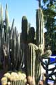 Majorelle Tuin Marrakech / Marokko: 