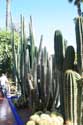 Jardin Majorelle Marrakech / Maroc: 