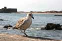 Meeuwen Essaouira / Marokko: 
