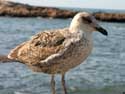 Meeuwen Essaouira / Marokko: 