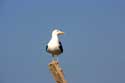 Meeuwen Essaouira / Marokko: 