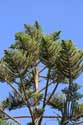 Tree Essaouira / Morocco: 