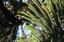 Arbre Essaouira / Maroc: 