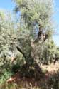 Olive Tree and Fossilised Roots Ouzoud / Morocco: 