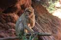 Monkeys Ouzoud / Morocco: 