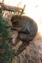 Monkeys Ouzoud / Morocco: 