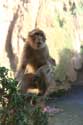 Monkeys Ouzoud / Morocco: 