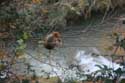 Monkeys Ouzoud / Morocco: 