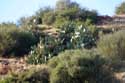 Cactusses Ouzoud / Maroc: 