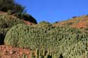 Cactusses Sour Eliaz / Maroc: 