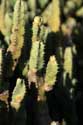 Cactusses Sour Eliaz / Maroc: 