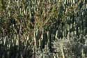 Cactusses Sour Eliaz / Maroc: 
