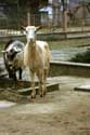 Goats and the School area Dimovo / Bulgaria: 
