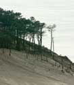 Dune Pyla sur Mer / FRANCE: 