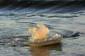 Death Jellyfishes Pyla sur Mer / FRANCE: 