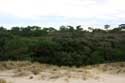 Dunes Le-Verdon-Sur-Mer / FRANCE: 