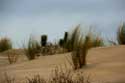 Dunes Grass Le-Verdon-Sur-Mer / FRANCE: 