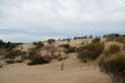 Dunes Grass Le-Verdon-Sur-Mer / FRANCE: 