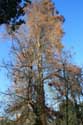 Cipres (Taxodium Distichum Rich) Bordeaux / FRANKRIJK: 