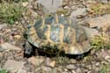 Wilde schildpadden Izvorishte / Bulgarije: 