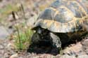 Wilde schildpadden Izvorishte / Bulgarije: 