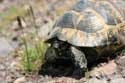 Wild Turtles Izvorishte / Bulgaria: 