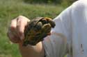 Wilde schildpadden Izvorishte / Bulgarije: 