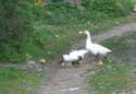 Gooses in the town Izvorishte / Bulgaria: 