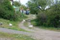 Gooses in the town Izvorishte / Bulgaria: 