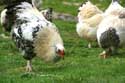 Chicken Zheravna in Kotel / Bulgaria: 