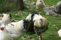 Chicken Zheravna in Kotel / Bulgaria: 