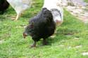 Chicken Zheravna in Kotel / Bulgaria: 