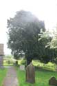 Arbre Lydden  DOVER / Angleterre: 