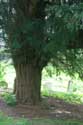 Tree Lydden in DOVER / United Kingdom: 