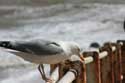 Mouette Hastings / Angleterre: 