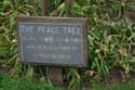 Arbre de Paix Canterbury / Angleterre: 